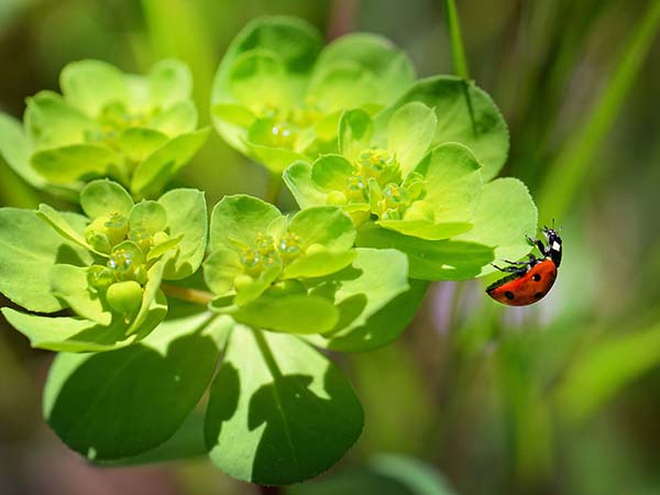 Probiotic Cleaners Range